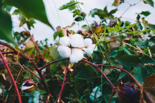 bunch-white-cotton-branch