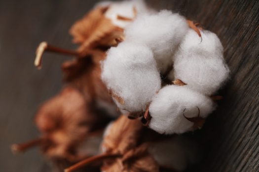 Cotton flower on the table